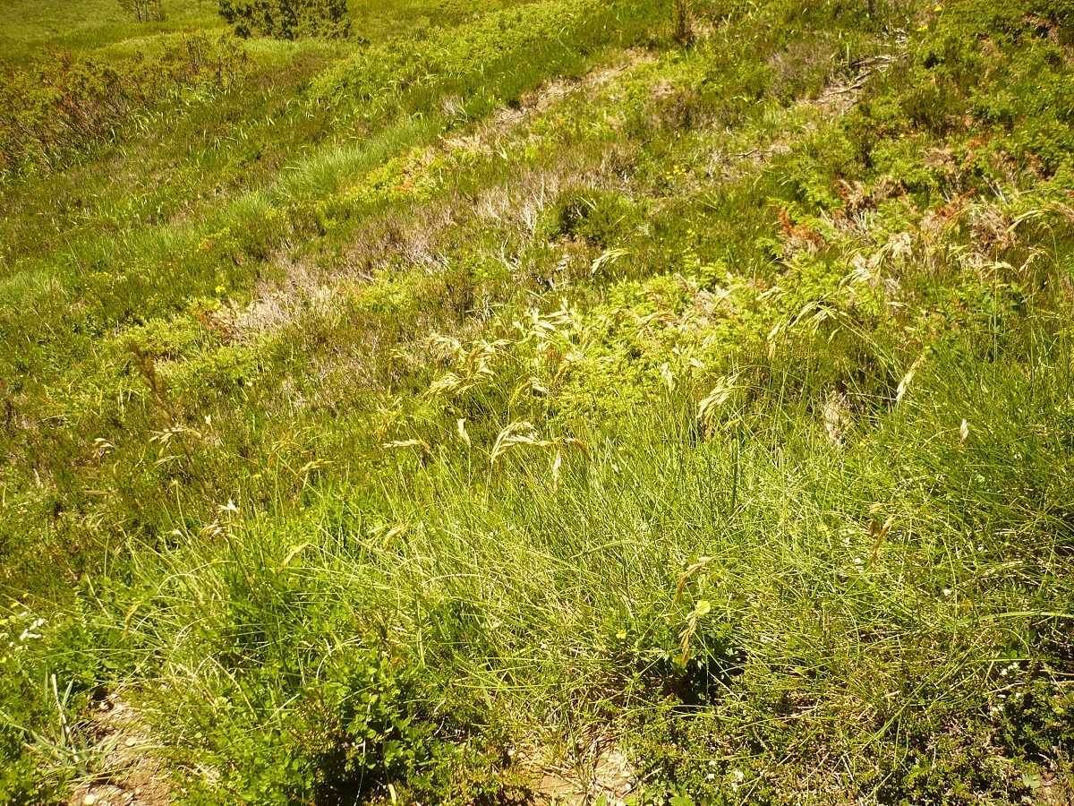 Festuca eskia (Poaceae)